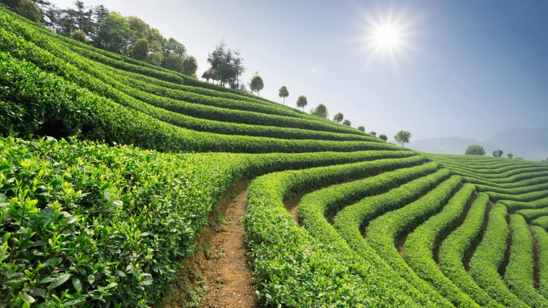 Tea Plantation Guwahati Assam