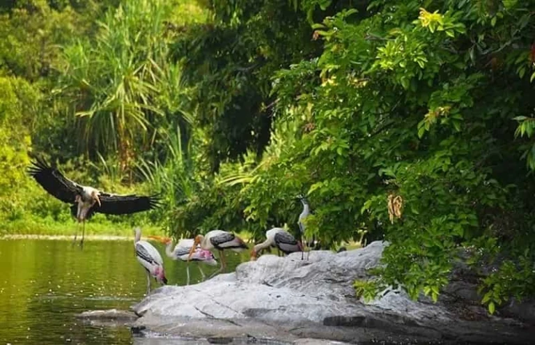 Zuari River - for bird enthusiasts.