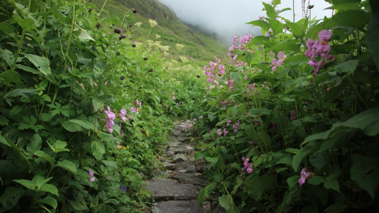 Valley of Flowers (Uttarakhand)