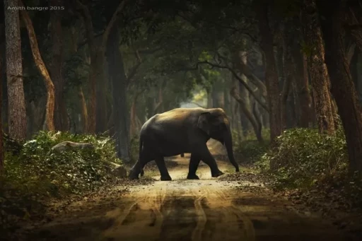 image for article Dudhwa National Park: A Place Near Delhi That Transforms An Average Traveller Into A Wildlife Lover