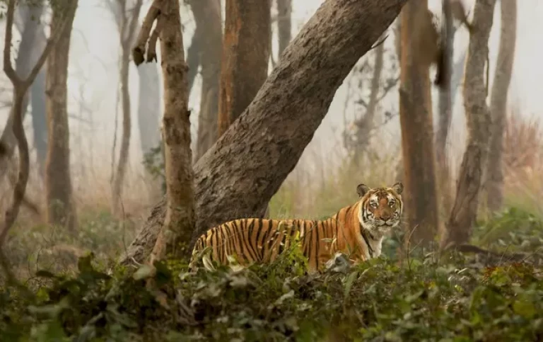 Tiger Spotted in Dudhwa National Park