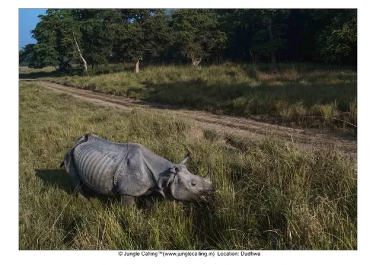 Rhinoceros in Dudhwa National Park