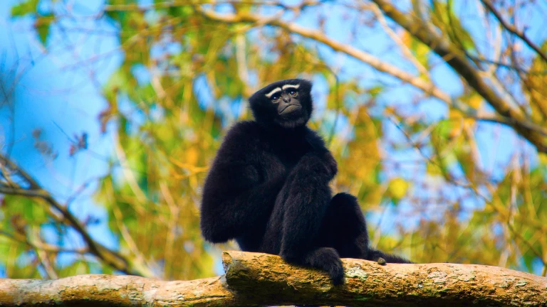 Hoolock Gibbon Sanctuary