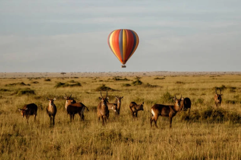 Hot Air Balloon Safari in Maasai Mara