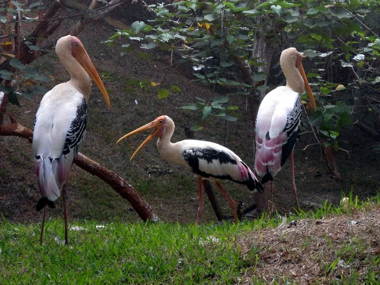 Indira Gandhi Zoological Park, Visakhapatnam