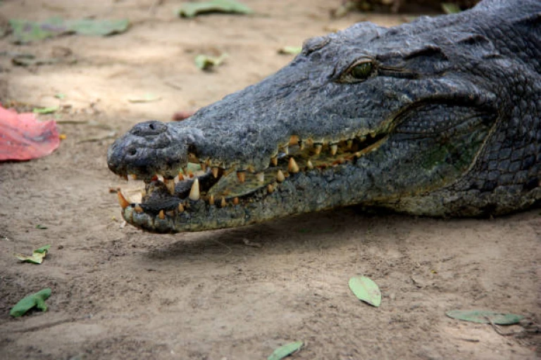  Crocodiles at Paga Crocodile Pond