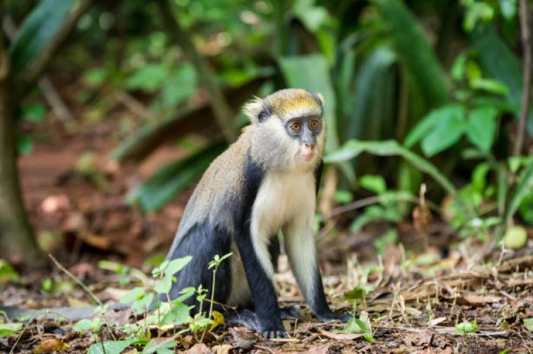 Boabeng-Fiema Monkey Sanctuary