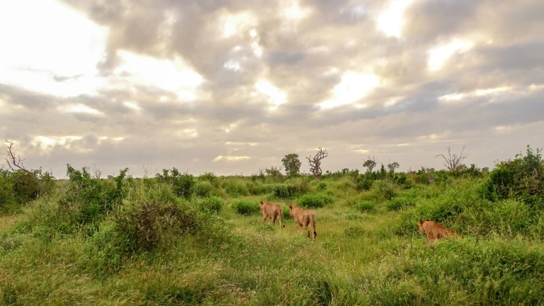Tsavo East &amp; West National Parks, kenya 