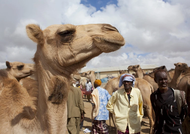 Hargeisa Camel Market somalia