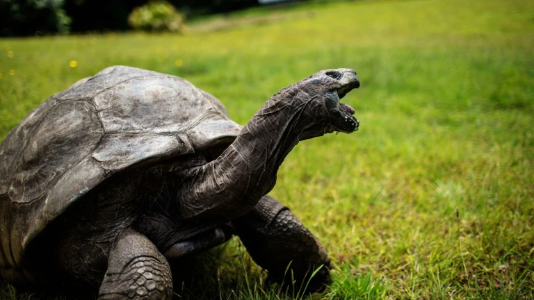 Giant Tortoise Reserves seychelles