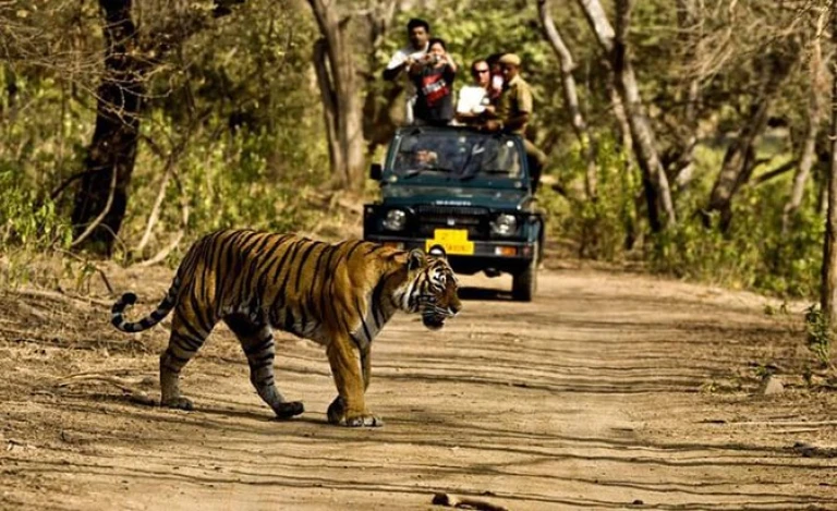 Jungle Safari at Rajaji National Park