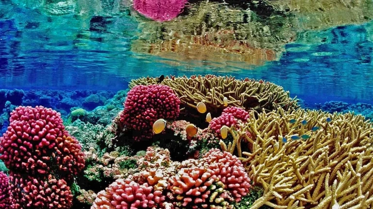 lakshadweep coral reef