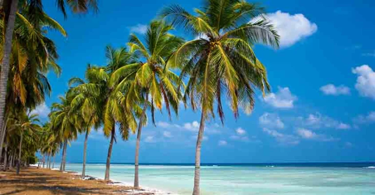 Lakshadweep coconut groves