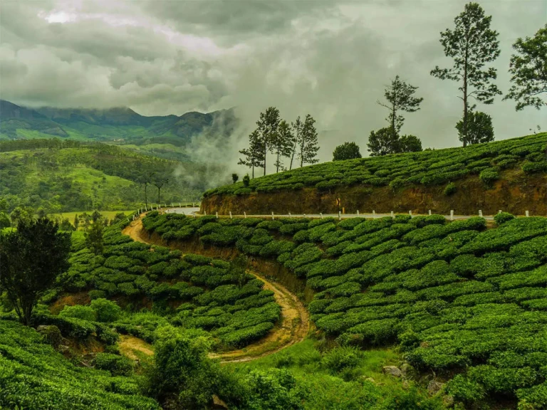 Darjeeling, Tea Gardens, and Mountain Views