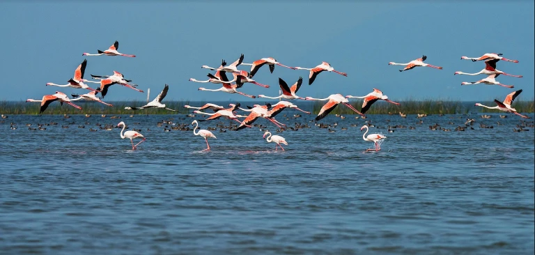 Migratory birds at Chilika Lake, Odisha 