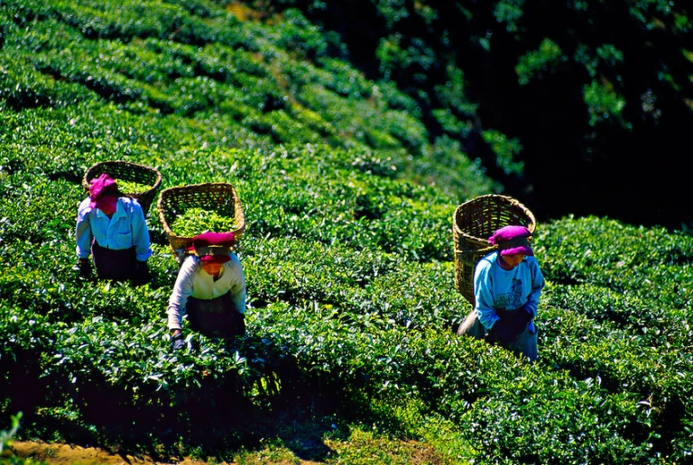 tea-making at Happy Valley Tea Estate
