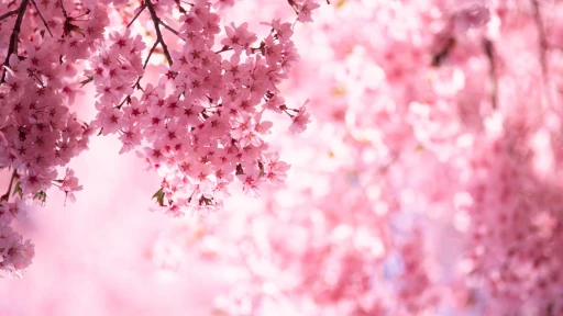Cherry Blossom in India: Witness the bloom in these places