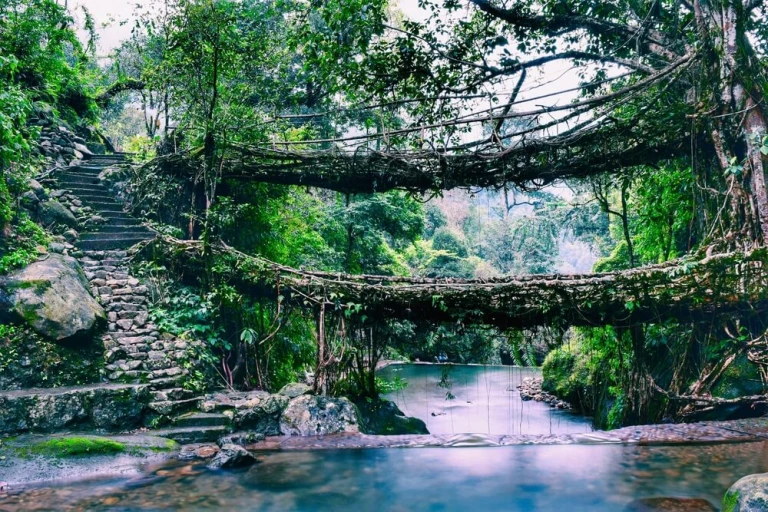 Root-bridges-in-Shillong