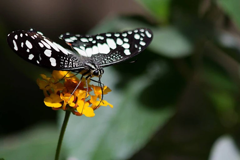 Butterfly Park In Bannerghatta National Park