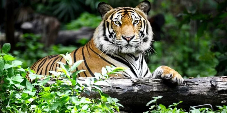Kawal Tiger Reserve Telangana