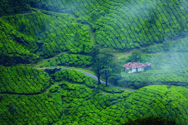 Munnar: Nature&#039;s canvas come to life! 