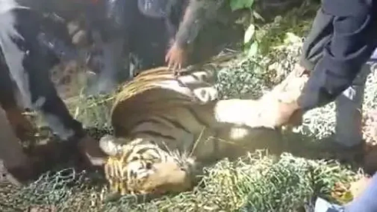 Tiger dies after being hit by speeding vehicle on Mysore Nanjangud highway in Bandipura National Park