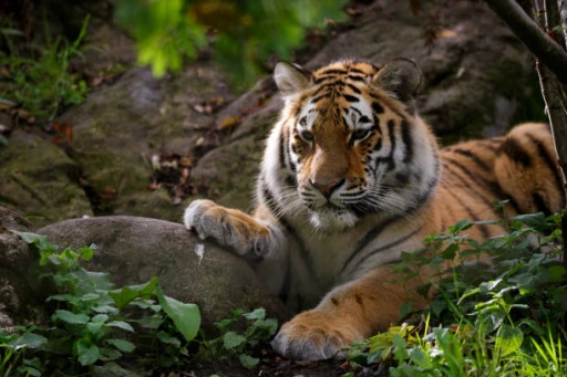 image for article 15 amazing Tiger reserves in India for wildlife adventurers