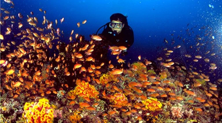 Scuba Diving in Anilao