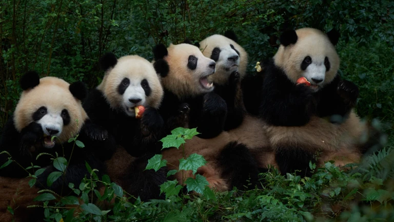 Chengdu Giant Panda Breeding