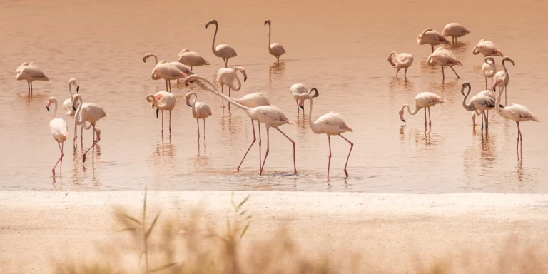 Al Wathba Wetland Reserve, Abu Dhabi