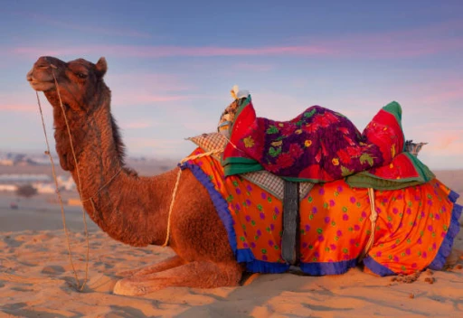 image for article The year of Camelids: Where to watch camels in India? 