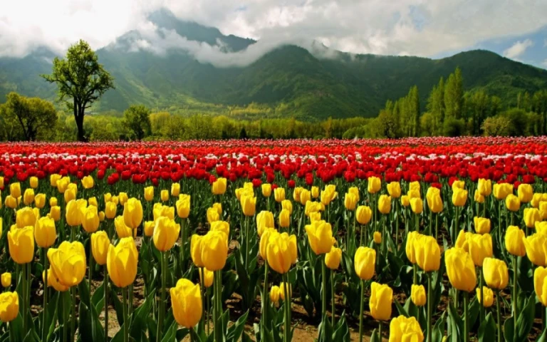 Kashmir in Spring Time