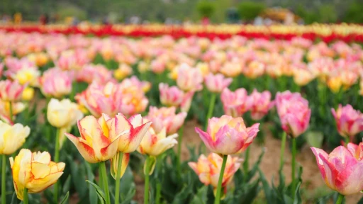 image for article Srinagar Tulip Garden 2024: Asia's biggest to Open this Week for visitors!