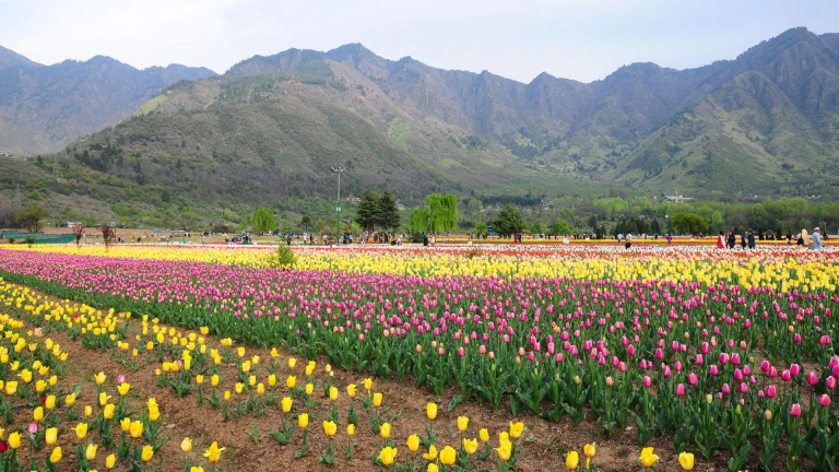Srinagar Tulip Garden 2024, to Open this Week for visitors