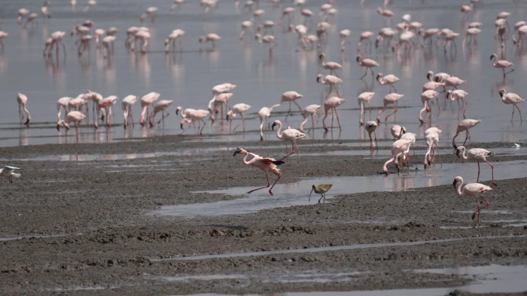 Flamingo at Sewri Mudflats