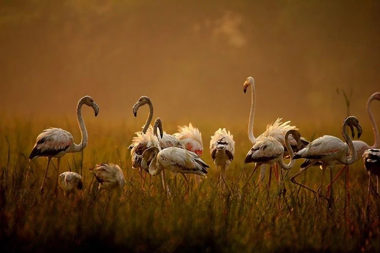  Bird Watching, Gir National Park Gujarat
