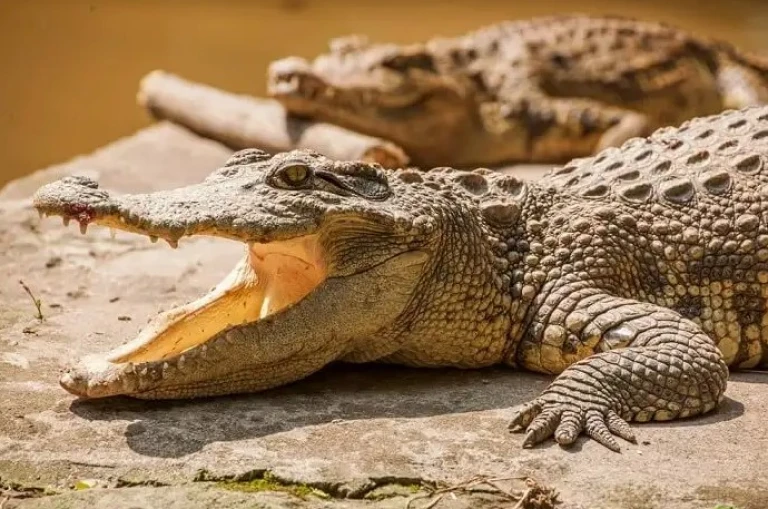 Crocodile Breeding Center Gir National Park Gujarat