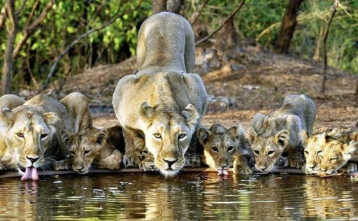 image for article The Ultimate Guide to Gir National Park Gujarat