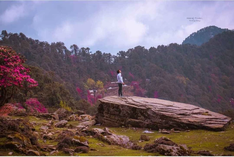 Chopta Valley Turning Red- A valley of Rhododendron