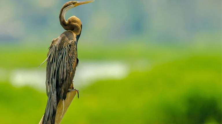 Kumarakom Bird Sanctuary