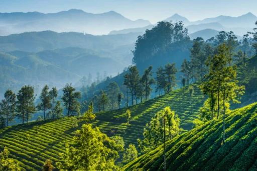 image for article Munnar, Kerala: Top 20 Activities and Attractions in 2023