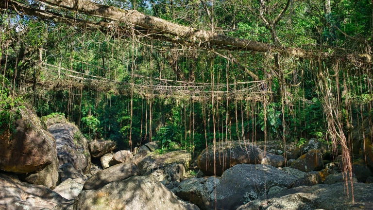 Cherrapunji Double Decker Living Root Bridge
