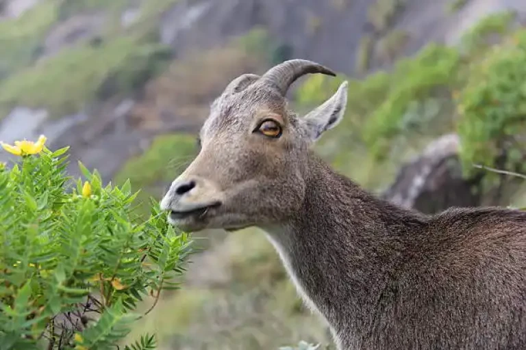 Explore Munnar's National Parks for rare spices 