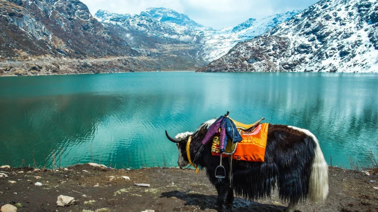 Yak