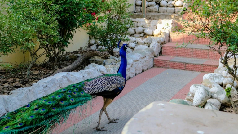 Shimla Bird Park