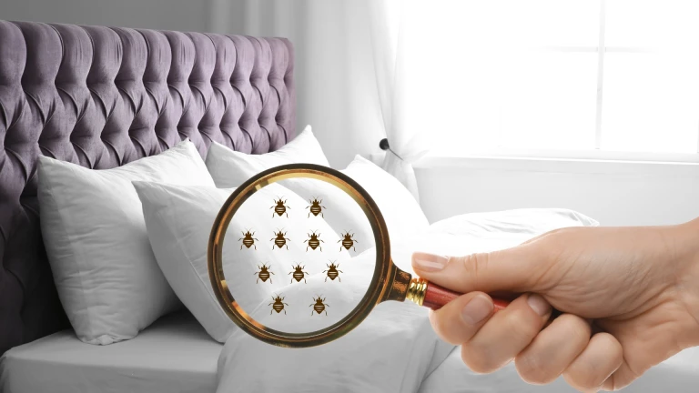 How to avoid Bed Bugs While Traveling
