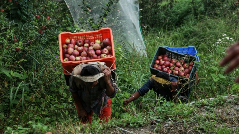 Apple Orchids Shimla