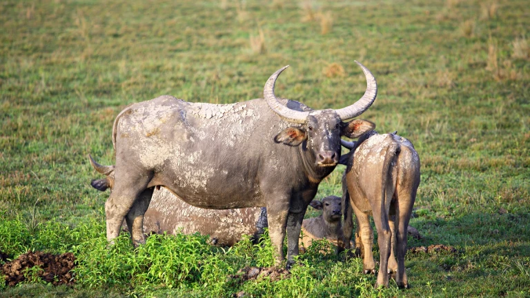 Kaziranga National Park and Tiger Reserve Reopens for Tourists on October 15