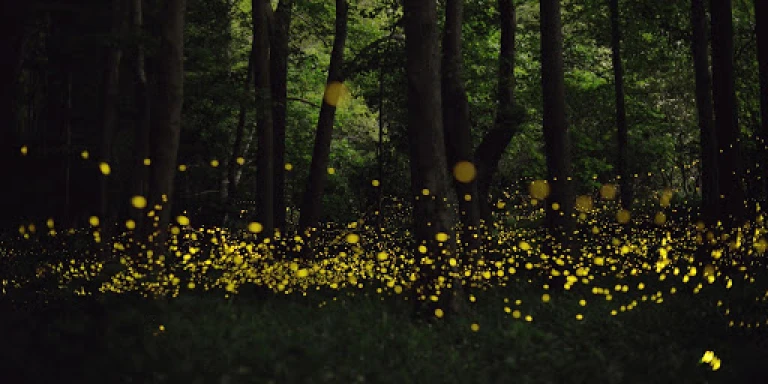 Light of Fireflies 