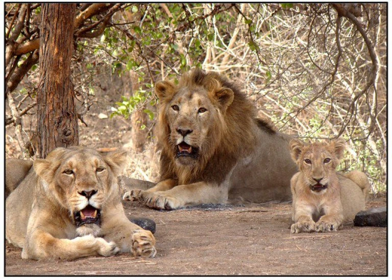 Lions at Gir National Park